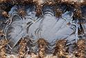 2010-11-25, erster Frost (9)